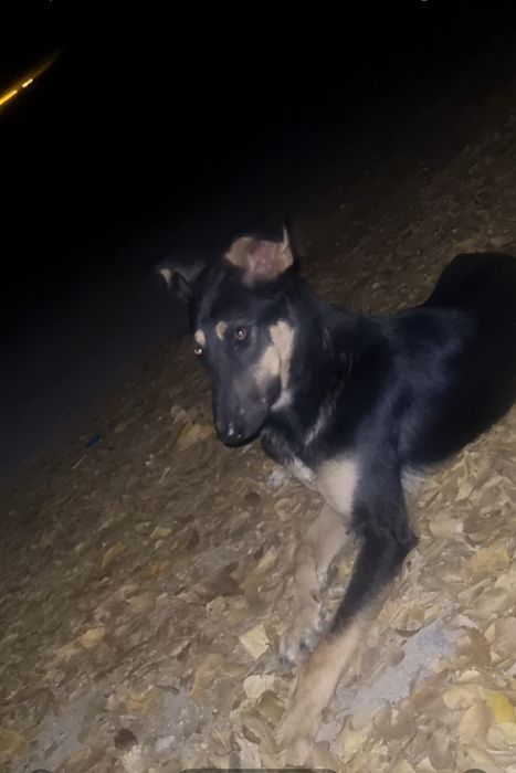 Лео ищет дом. Доставлю!