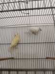 Canari de cantec