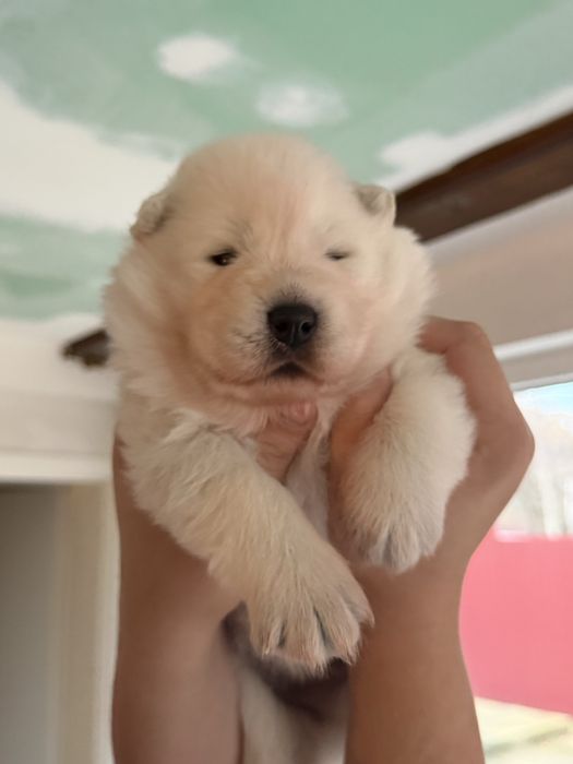 Pui catelusi Samoyed