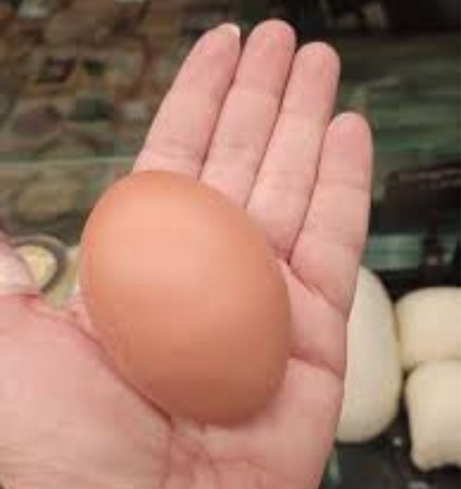 Продавам породисти кокошки