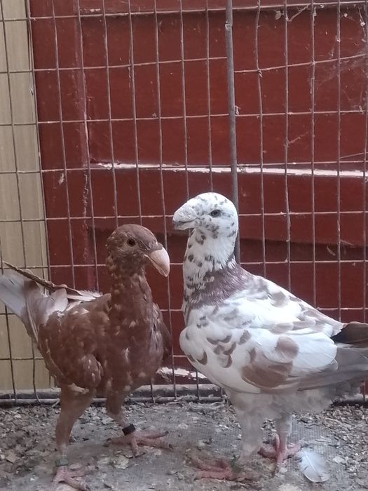 10 germani la ofertă