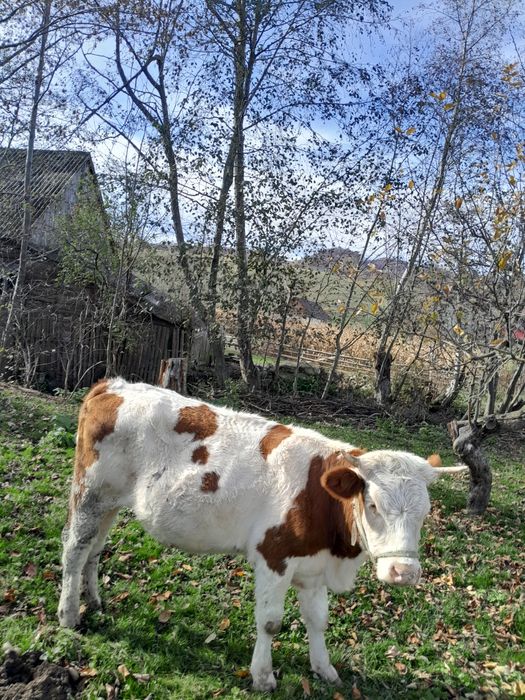 Vând juninca baltata