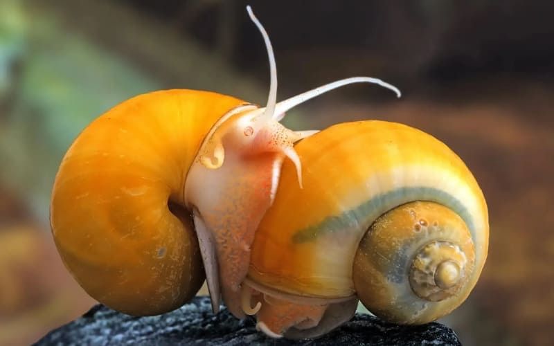 Улитки ампулярии в зоомагазине «ЖИВАЯ ПРИРОДА»