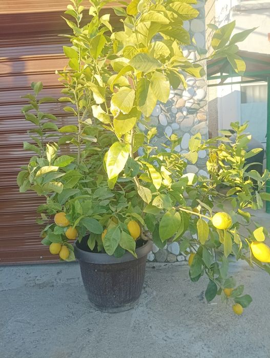 Лимоново дърво ароматен
