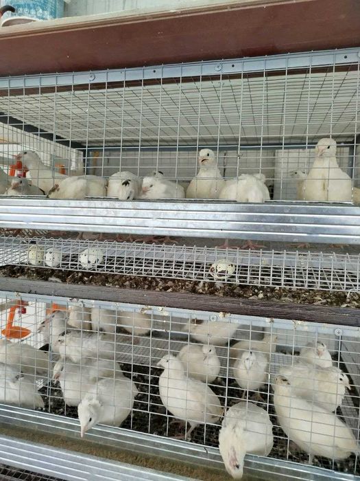 inkubatsion bedana tuxumlari bor beli gigant