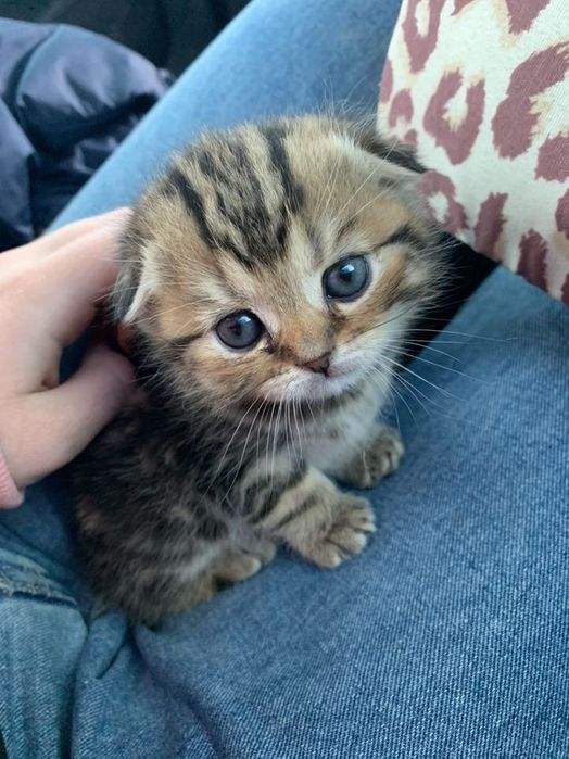 Шотландский вислоухий котёнок