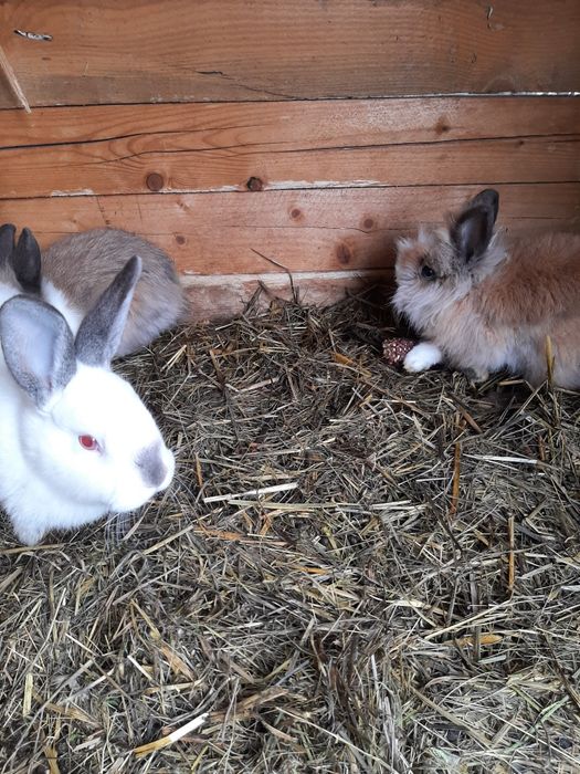 Iepuri diferite  varste si culori