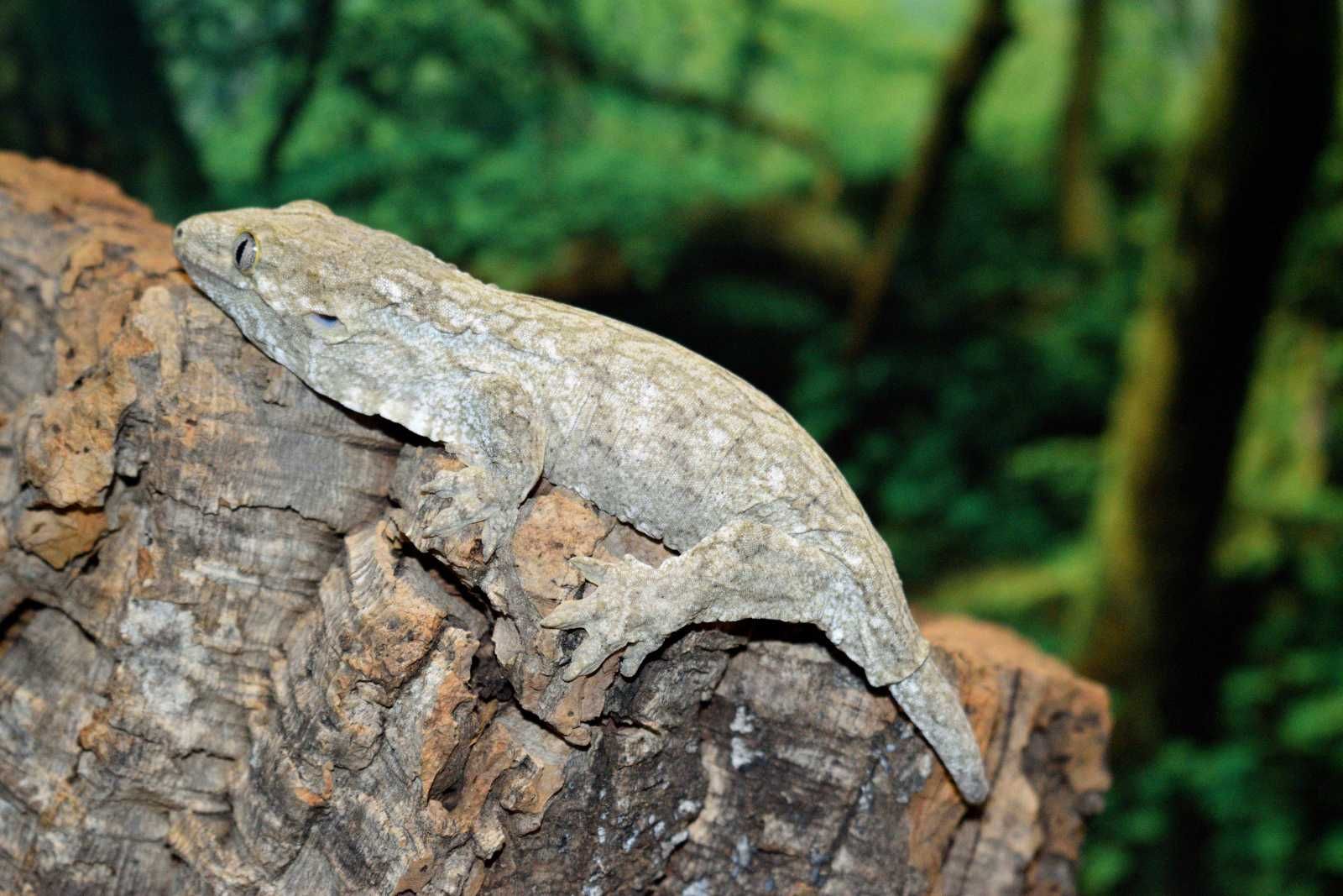 Leachianus gecko (Rhacodactylus leachianus, giant gecko)