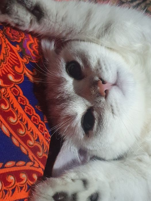 Шиншила еркак виязка