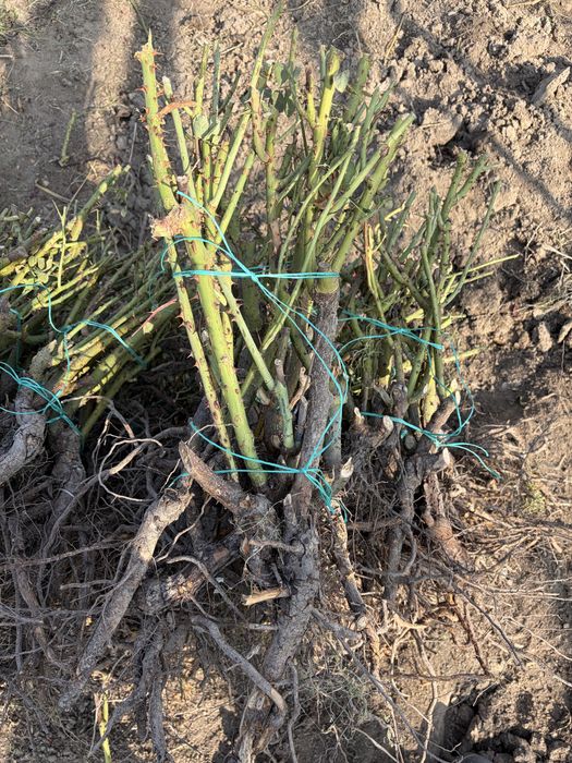 Саженцы роз принимаем заказы