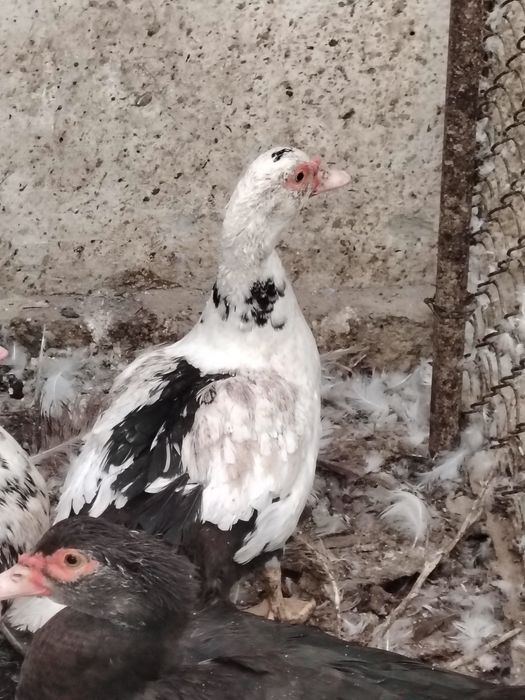 O'rdak g'ozlar sotiladi lichkada kelishamiz chirchiq