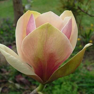 Magnolia Genie Black tulip Sunsation