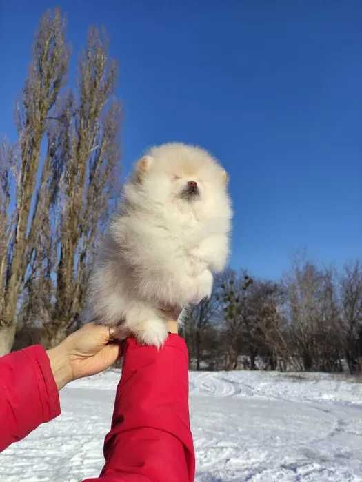 Померанский шпиц 2 девочки