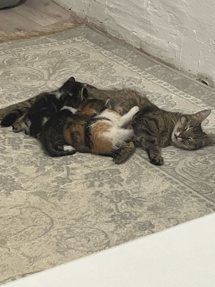 Отдам в добрые руки котят