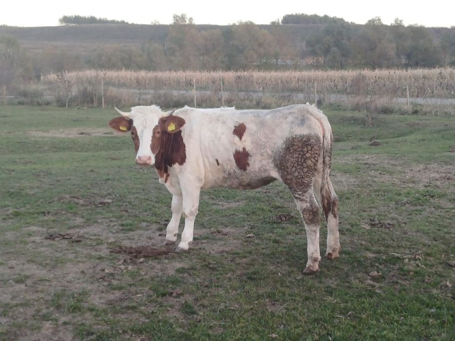 Vând 8 junici cu vârsta cuprinsa între 5 luni și un an