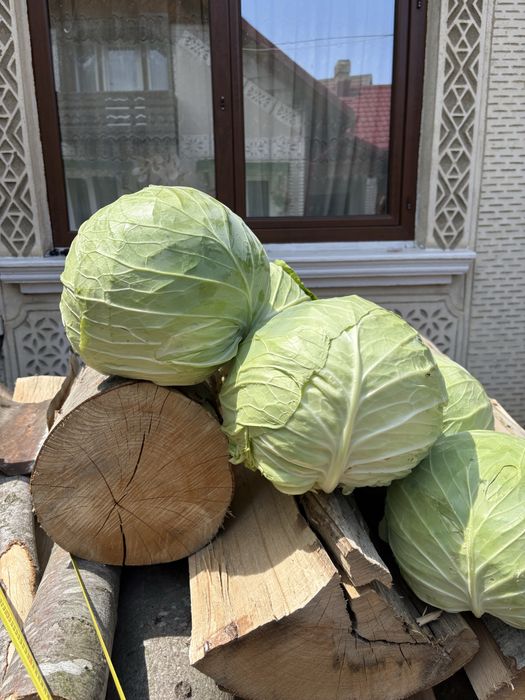 Varza sarmale+varza salata