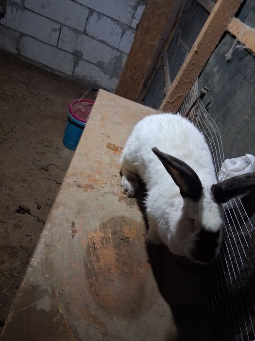 Femela urias de Transilvania