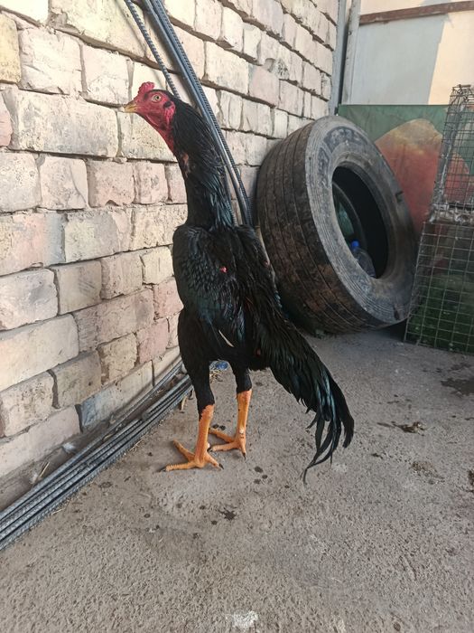 Sotiladi 1aprelda chqgan