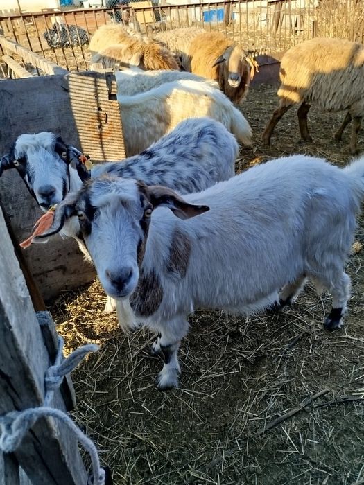 Продам коз молочные и есть ещё один козел