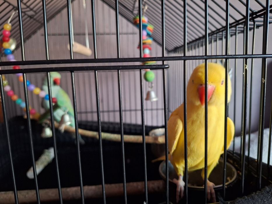 Vând pereche Micul Alexander plus cușcă profesională