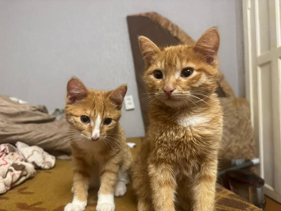 Отдадим котят бесплатно