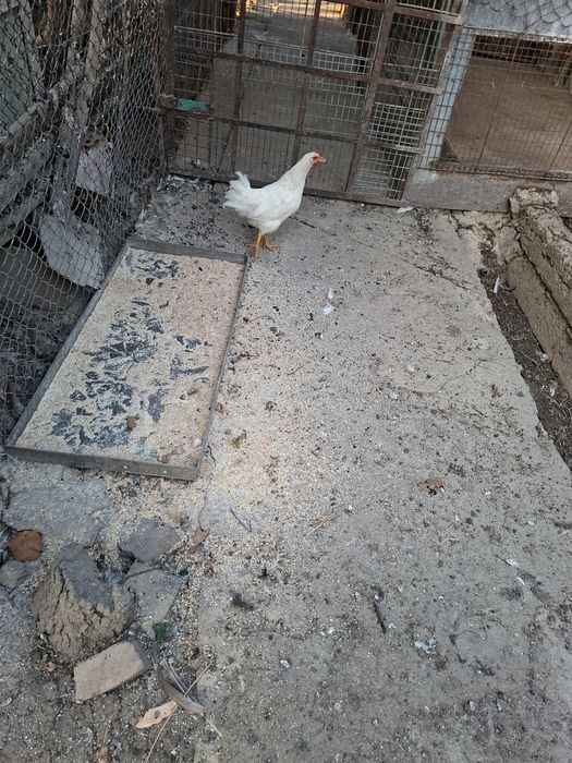Vând 10 pui de casa tineret(6 puicute + 4 cocoșei)