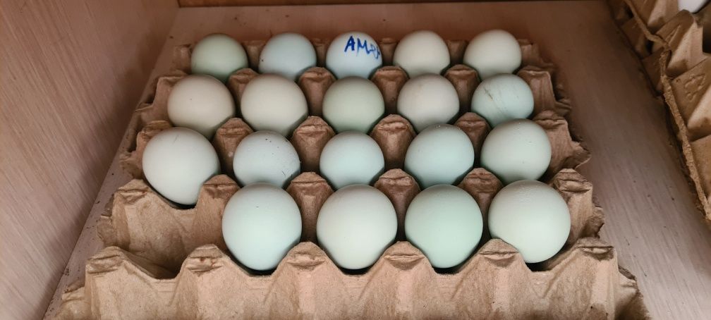 Инкубационные яйца Астролорп,Амераукана,Ухейилюй