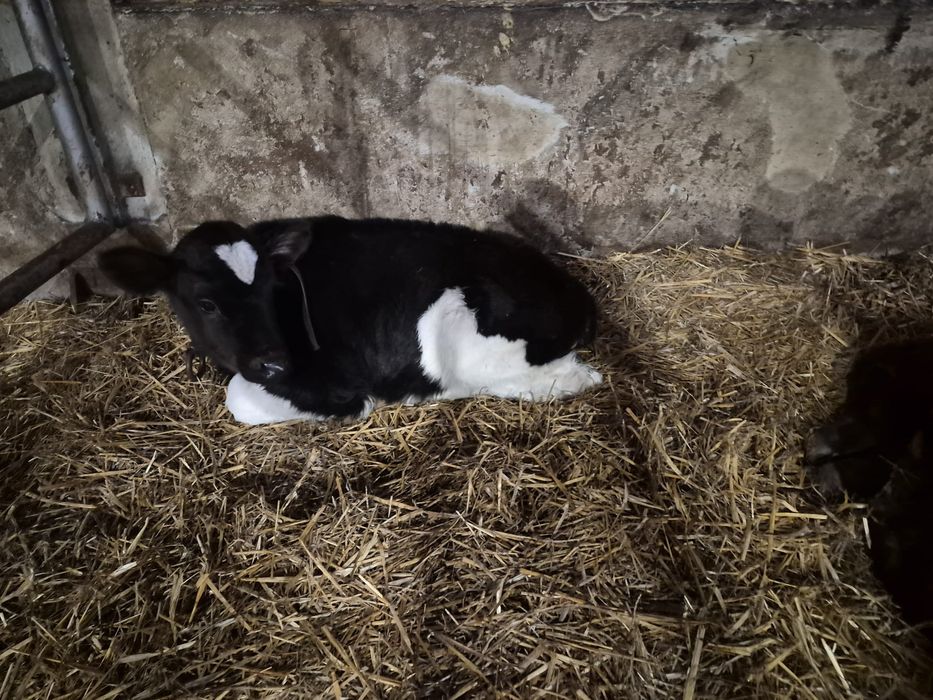 Viței sugari 5 bucăți