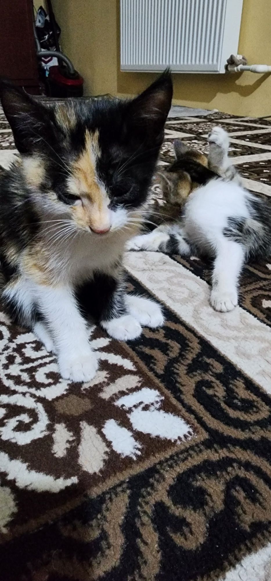 Мушукчалар ,Кошки