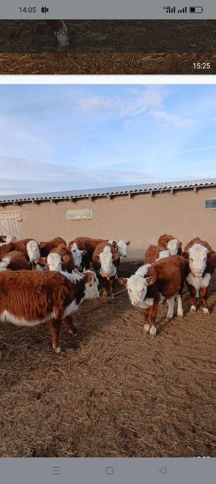 Акбас племенной сатылады
