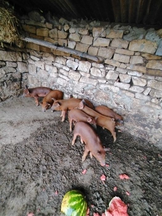 прасенца на два месеца