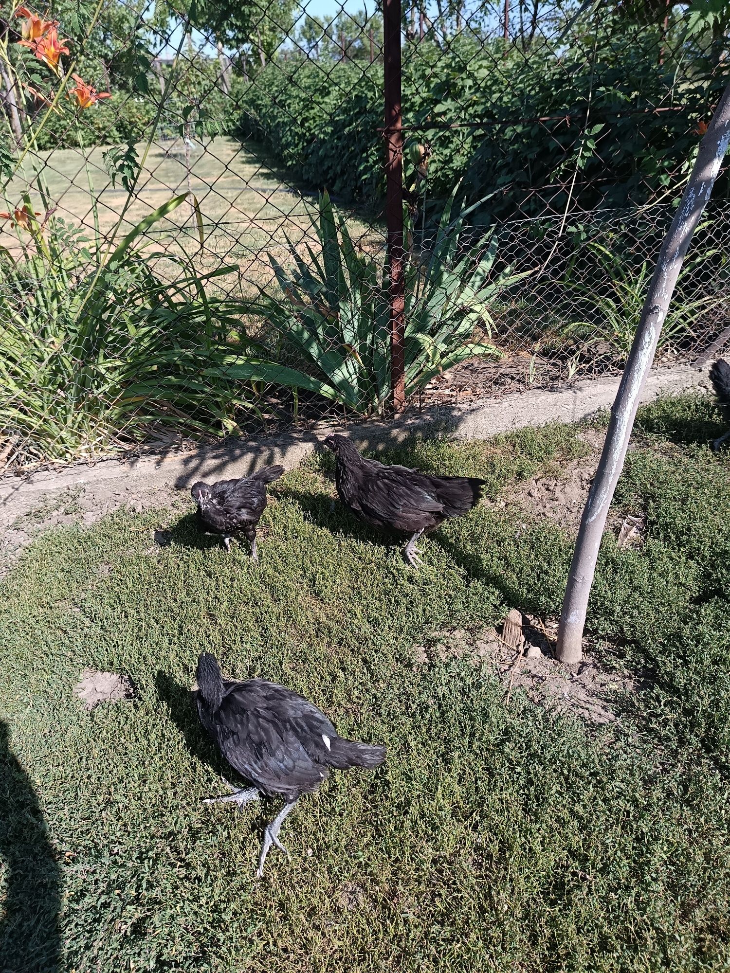 De vânzare pui australorp