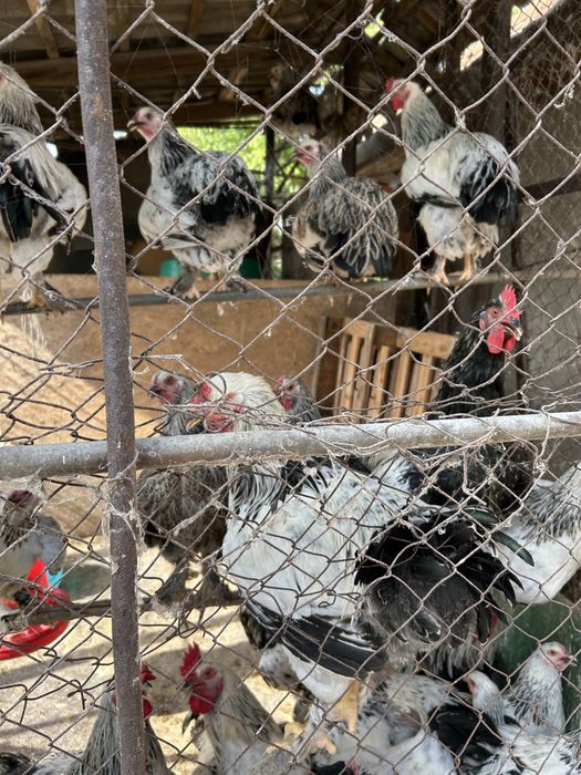 Vand gaini, sunt de anul asta si au inceput ouatul