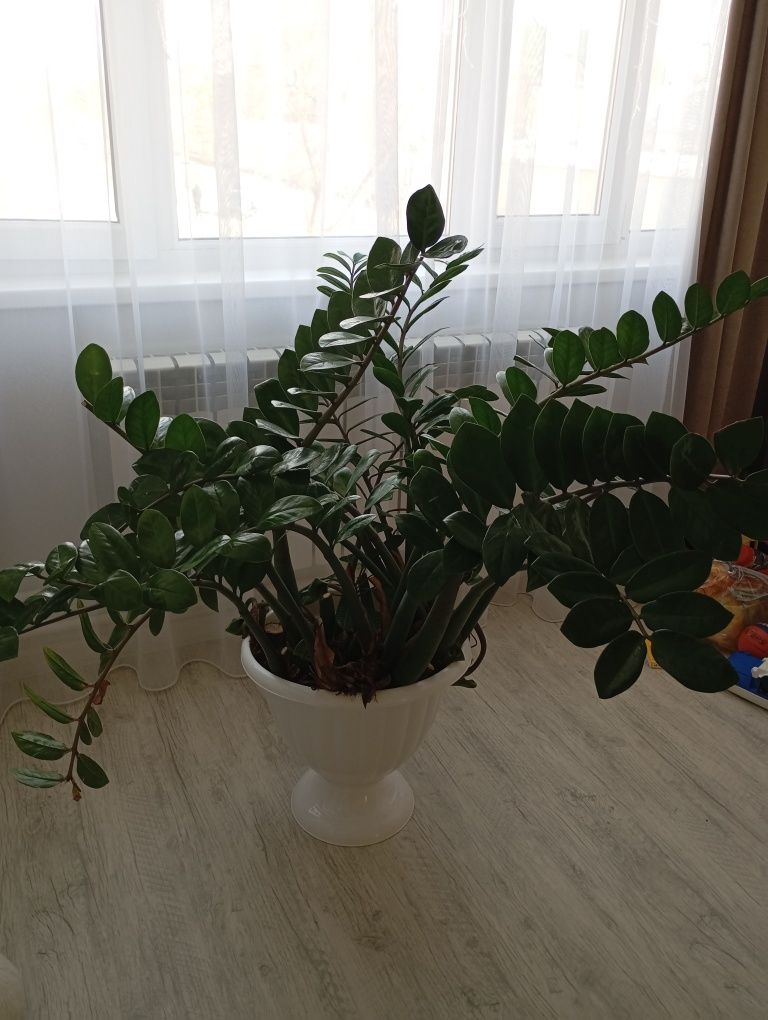Продам земиокулькас