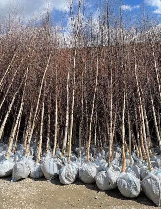 Mesteacan,tei, plantan  transport oriunde in tara