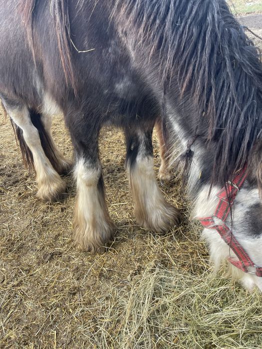 Vand manza gipsy vanner