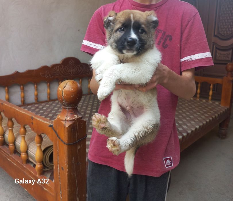 Алабай боласи сотилади