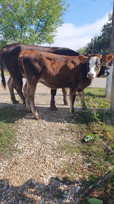 Vaca cu vitea de vanzare (urgent!!) Preț ușor negociabil