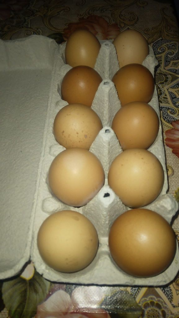 Vând oua de găină bio
