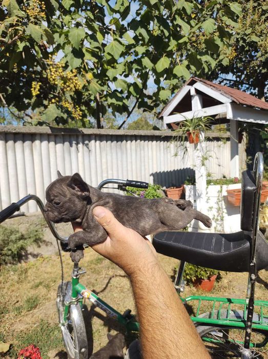 Френски булдог french bulldog