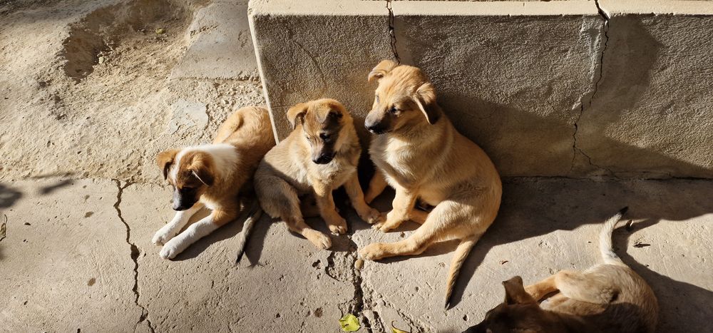 Donez catei, varsta approximativ 4 5 luni