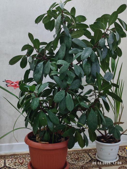 Продам фикус Бенджамин