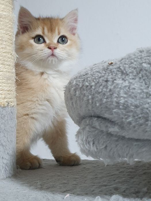 British shorthair