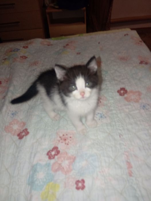 Котенок продается