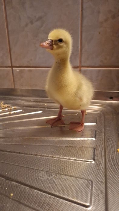 Gâște Holmogor mature