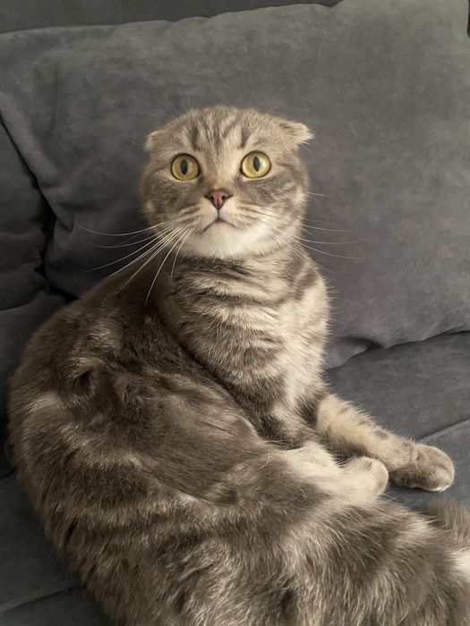 Отдам шотландскую вислоушку