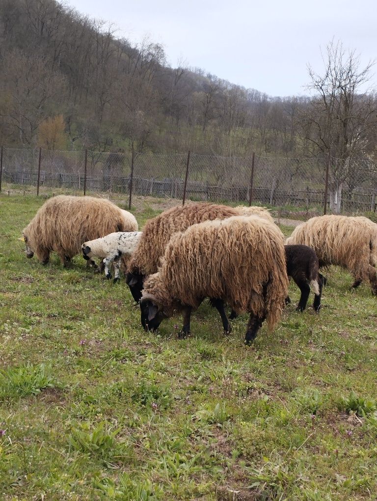 Vând doi berbeci sau schimb cu oi cu miei