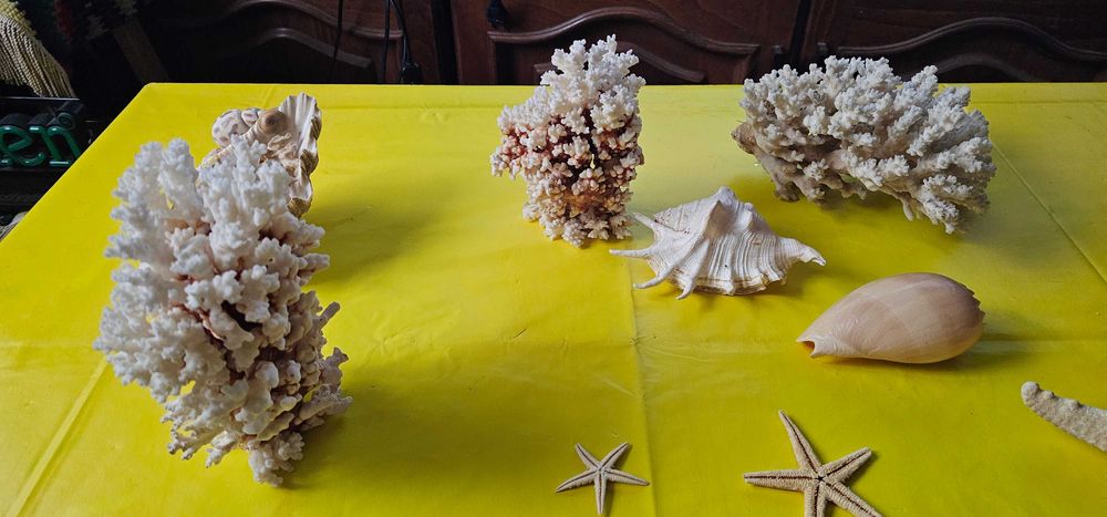 decoratiune acvariu terariu coral scoici decorative