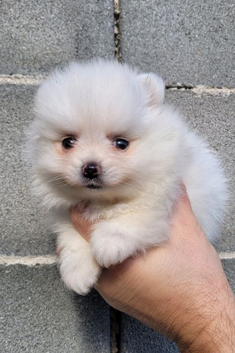 Померан-мини шпиц !!!