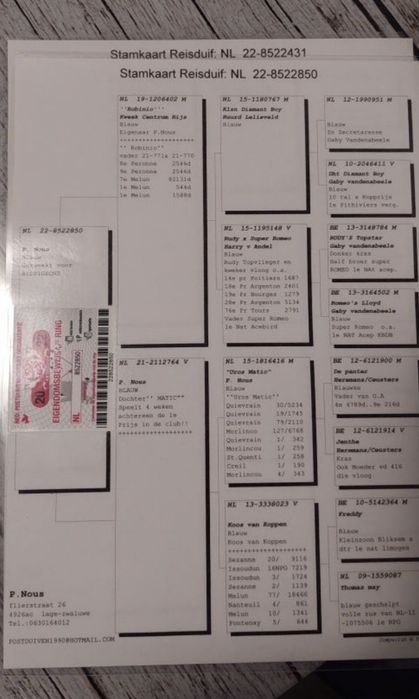 Se vând porumbei  matca